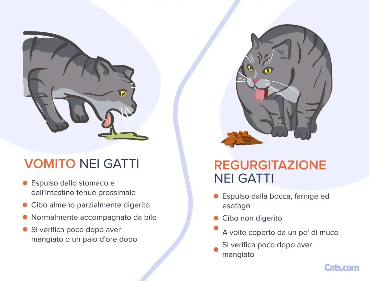 Un gatto grigio vomita, espellendo liquido verde. L'immagine illustra il vomito nei gatti.