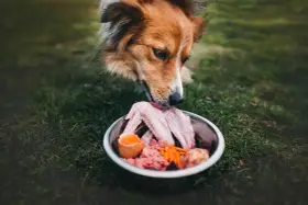 Un cane assaggia un pasto BARF: ali di pollo crude, carne macinata, uovo e carote in una ciotola sull'erba.