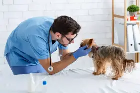 Veterinario esamina un yorkshire terrier, cercando il miglior nutrizionista per cani per una dieta equilibrata.