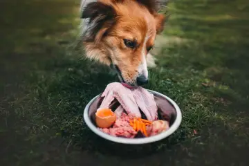 Un cane assaggia un pasto BARF: ali di pollo crude, carne macinata, uovo e carote in una ciotola sull'erba.