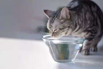 Un gatto tigrato beve da una ciotola di vetro trasparente. Ecco come far bere il gatto, assicurandosi che abbia sempre acqua fresca.