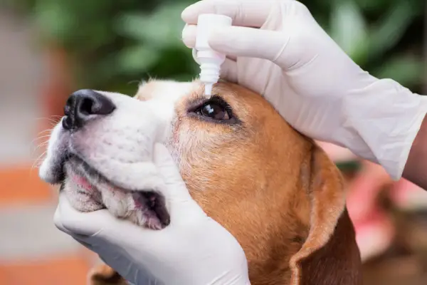 Mani guantate applicano gocce oculari a un beagle. Il cane ha un'espressione paziente mentre riceve il trattamento.