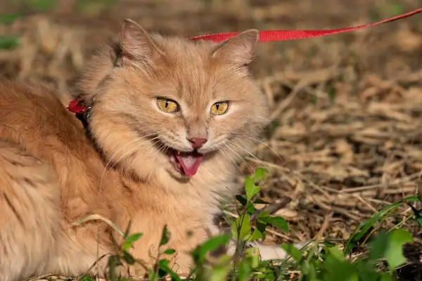 Gatto arancione con collare rosso e guinzaglio, lingua fuori, forse per dispnea gatto o per il caldo.