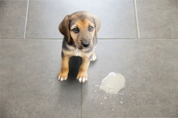 Dolce cucciolo con occhi tristi accanto a una macchia di vomito cane sul pavimento piastrellato.