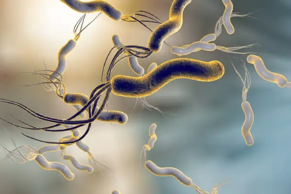 Batteri elicoidali con flagelli, simili a quelli che possono infettare un cane, fluttuano in un ambiente microscopico.