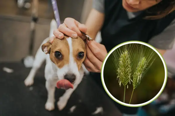 Un cane viene controllato per una ferita da forasacco all'orecchio. L'immagine mostra un forasacco, un pericolo comune per i cani.
