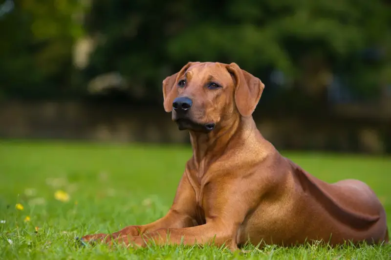 Un maestoso Rhodesian Ridgeback nero, con il suo mantello lucido, riposa sull'erba verde.