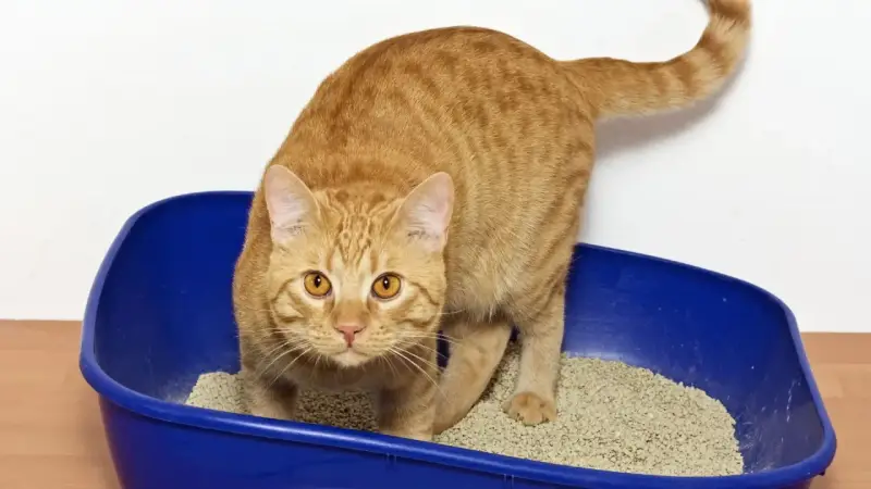 Gatto arancione in lettiera blu. Se il tuo gatto ha la cistite, cerca rimedi naturali per aiutarlo.