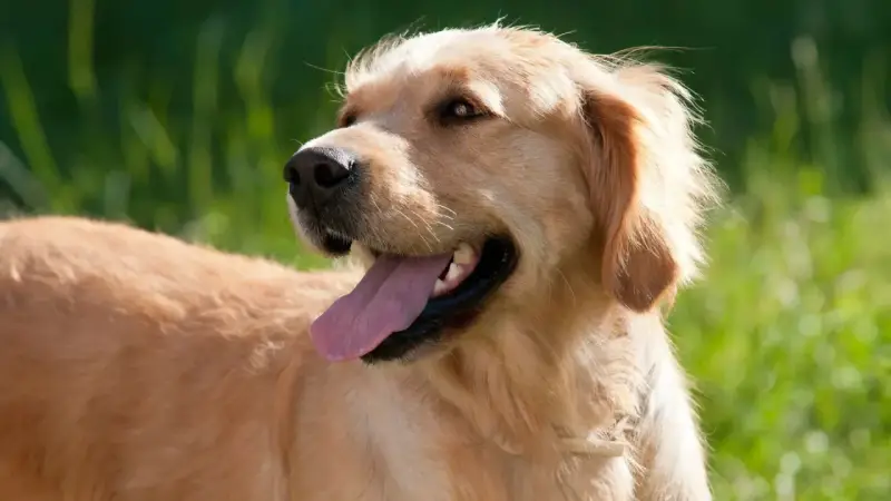 Un golden retriever dal temperamento amichevole, con la lingua fuori, in un prato verde.
