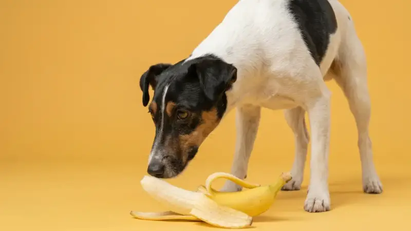 Un cane curioso annusa una banana sbucciata, chiedendosi se sia un nuovo snack.