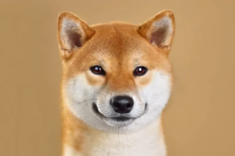 Primo piano di un adorabile Shiba Inu, uno dei cani giapponesi più amati, con un'espressione curiosa e un sorriso accennato.