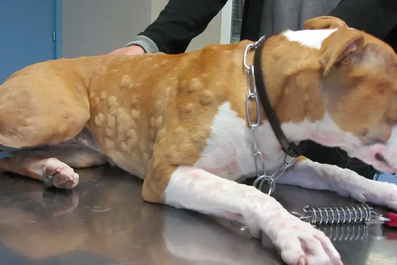 Cane con pomfi sul corpo, possibili sintomi di cane allergico all'erba.