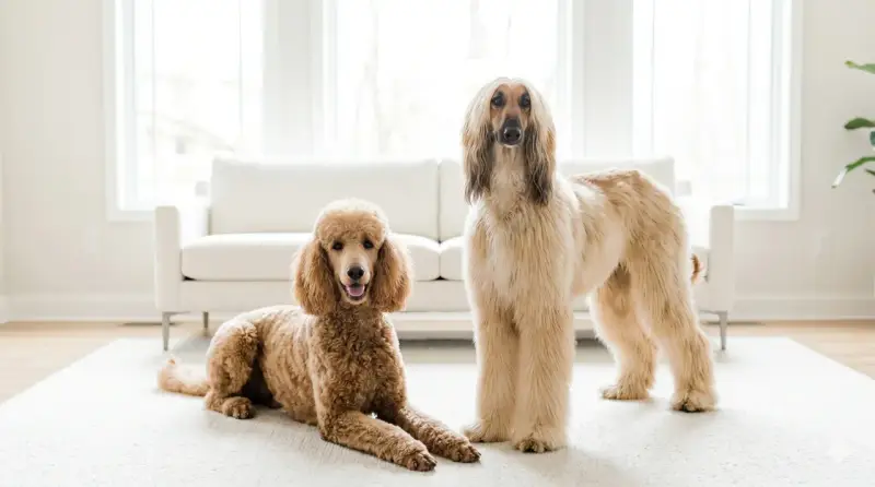 Un barboncino color caramello e un levriero afgano, un vero cane gigante, posano su un tappeto bianco davanti a un divano.