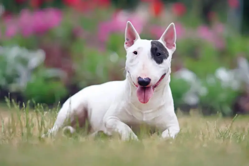 Bull terrier bianco con macchia nera sull'occhio, sdraiato sull'erba. Nonostante la sua apparenza, non è tra i cani da guardia pericolosi.