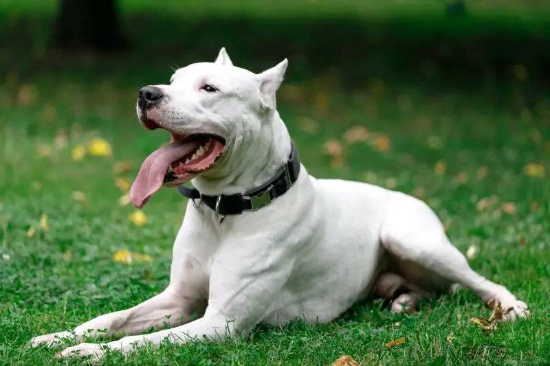 Un maestoso dogo argentino riposa sull'erba verde, con la lingua fuori e gli occhi rivolti verso l'alto, godendosi una giornata all'aperto.
